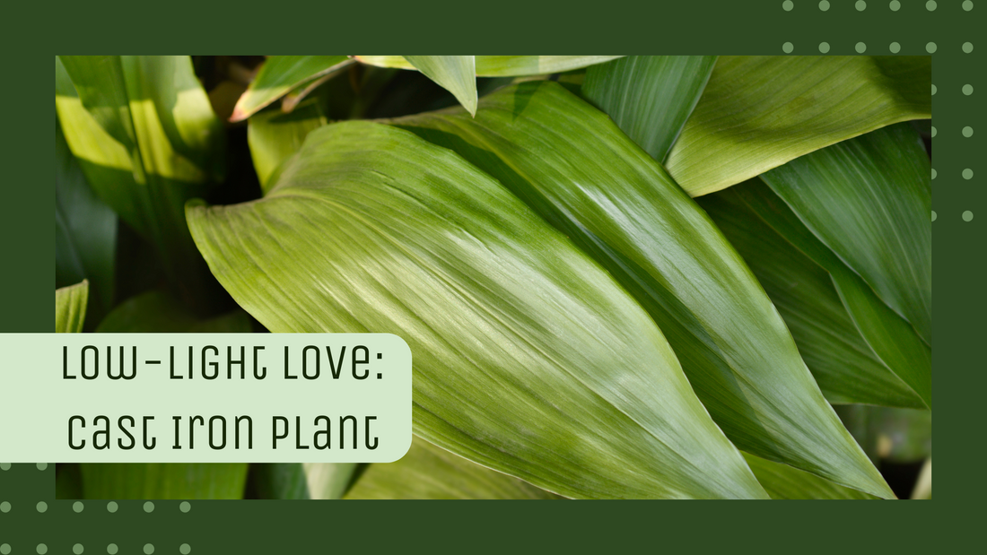 Low-Light Love: Cast Iron Plant