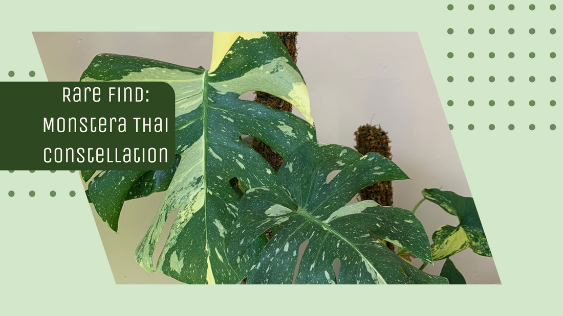 Rare Find: Monstera Thai Constellation