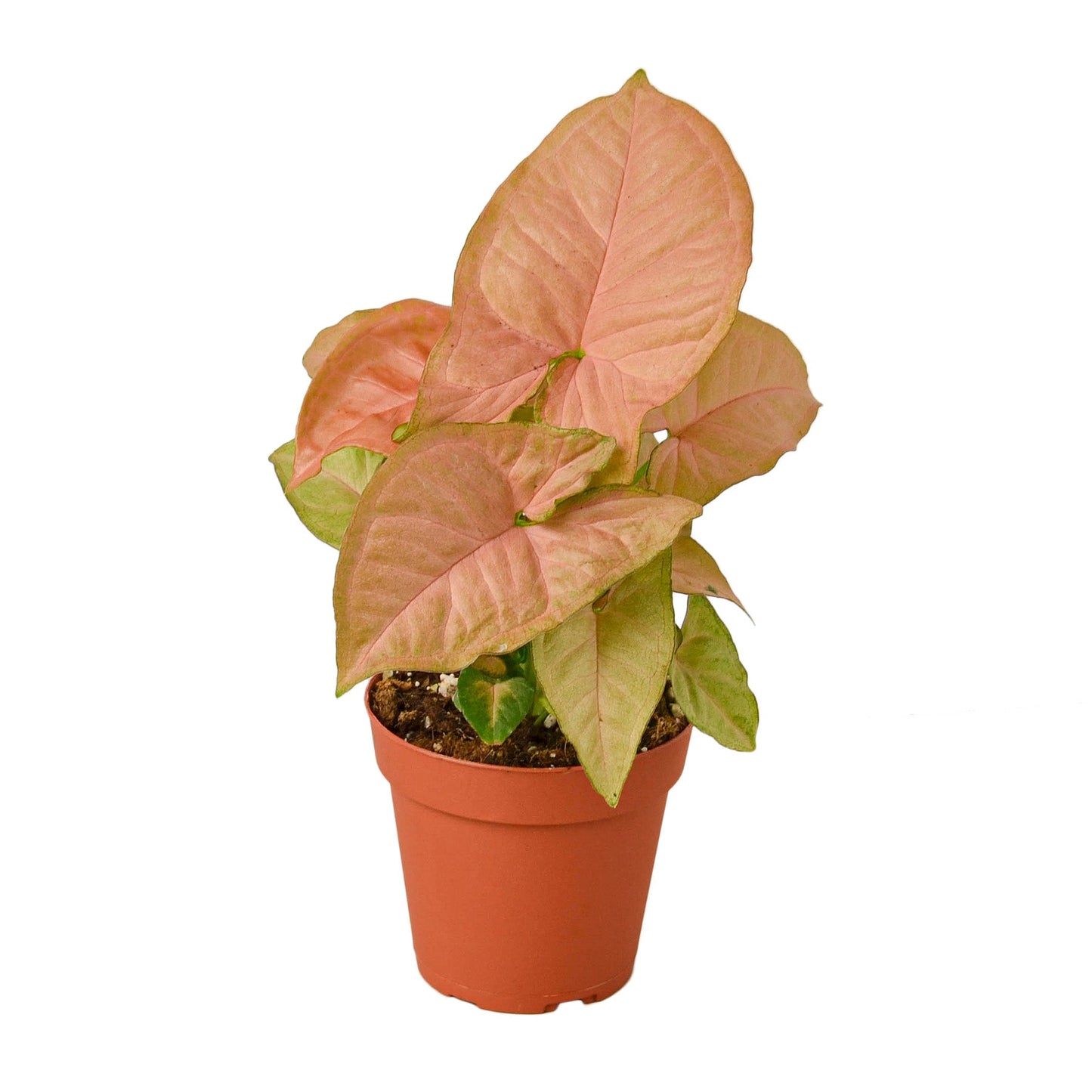 Syngonium 'Strawberry'