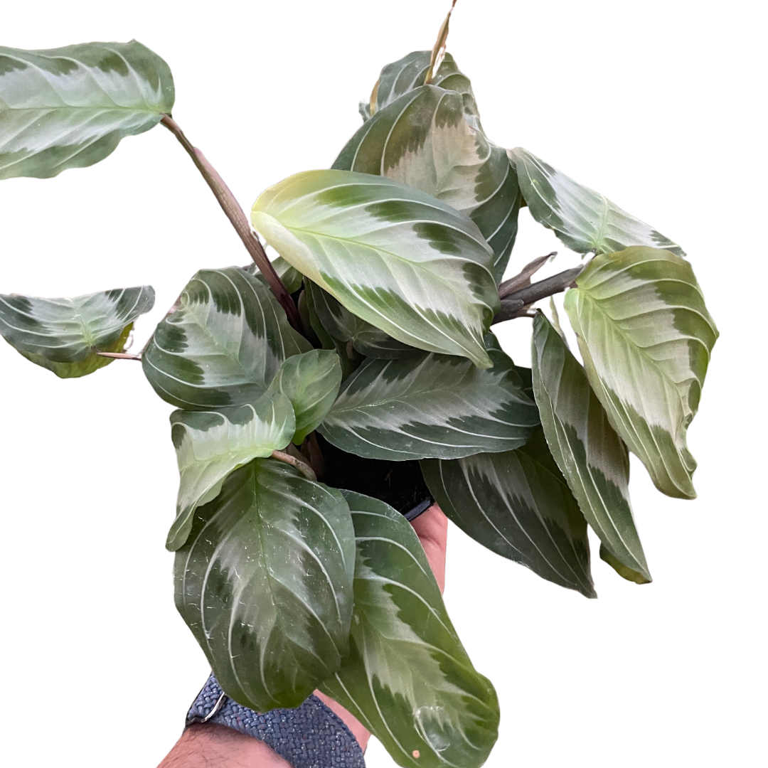 Maranta Leuconeura 'Silver Band' (Prayer Plant)