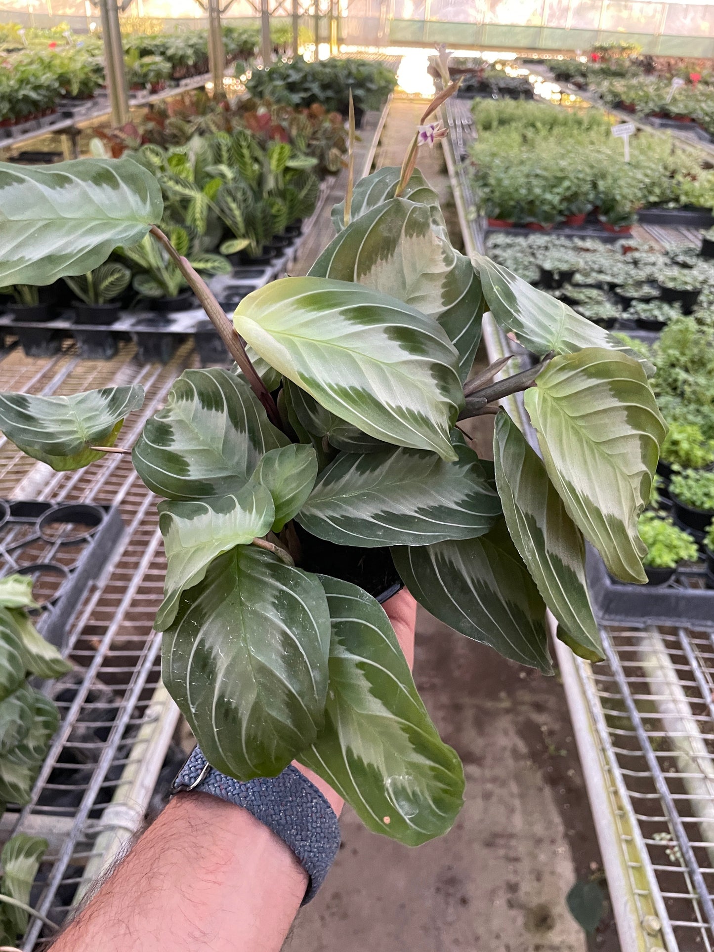 Maranta Leuconeura 'Silver Band' (Prayer Plant)