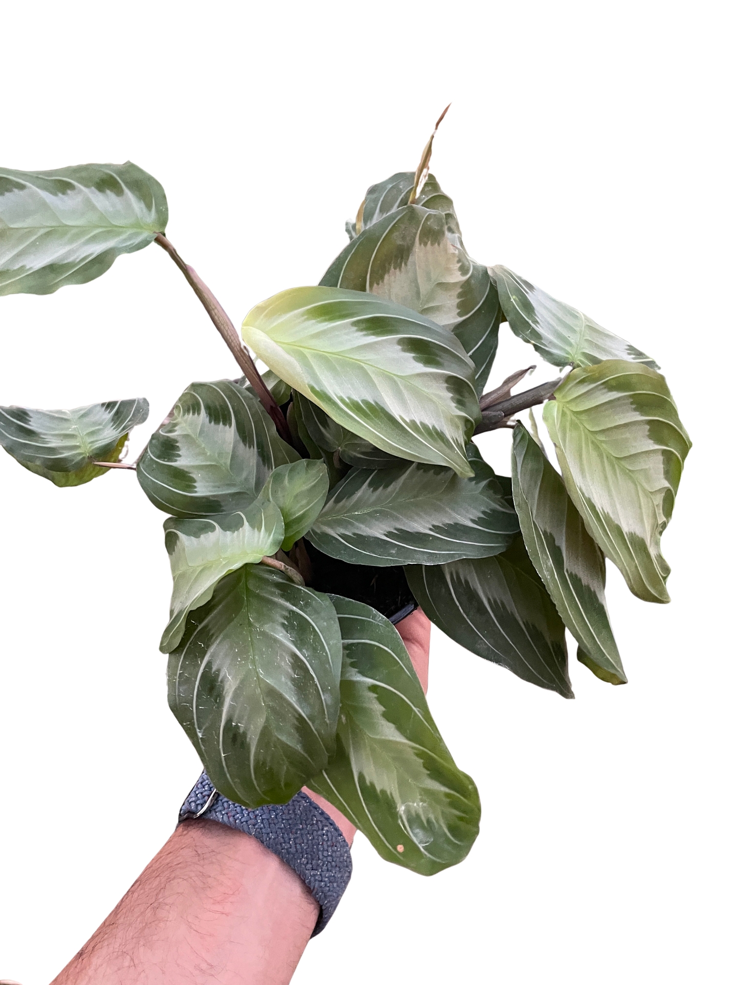 Maranta Leuconeura 'Silver Band' (Prayer Plant)
