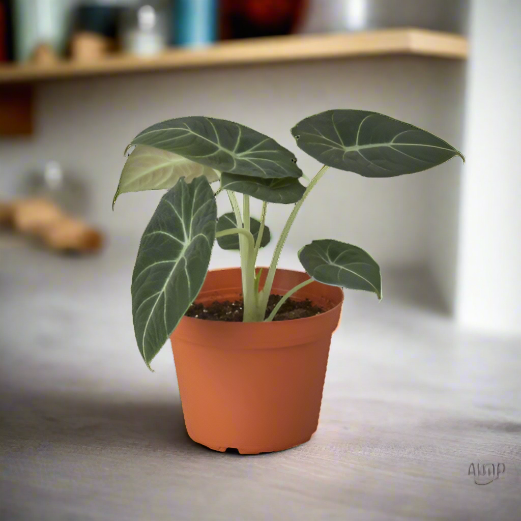 Alocasia Reginula 'Black Velvet'
