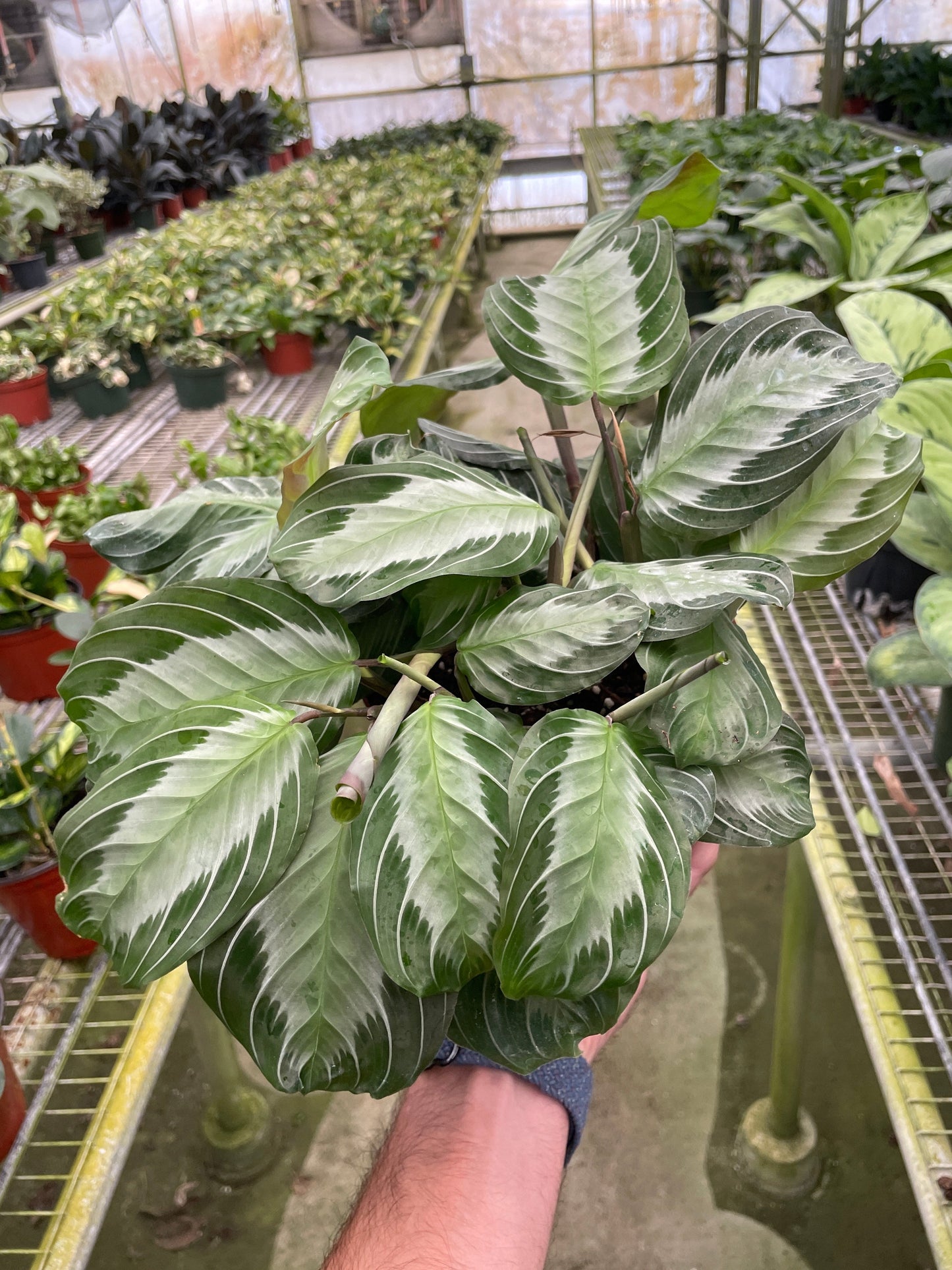 Maranta Leuconeura 'Silver Band' (Prayer Plant)