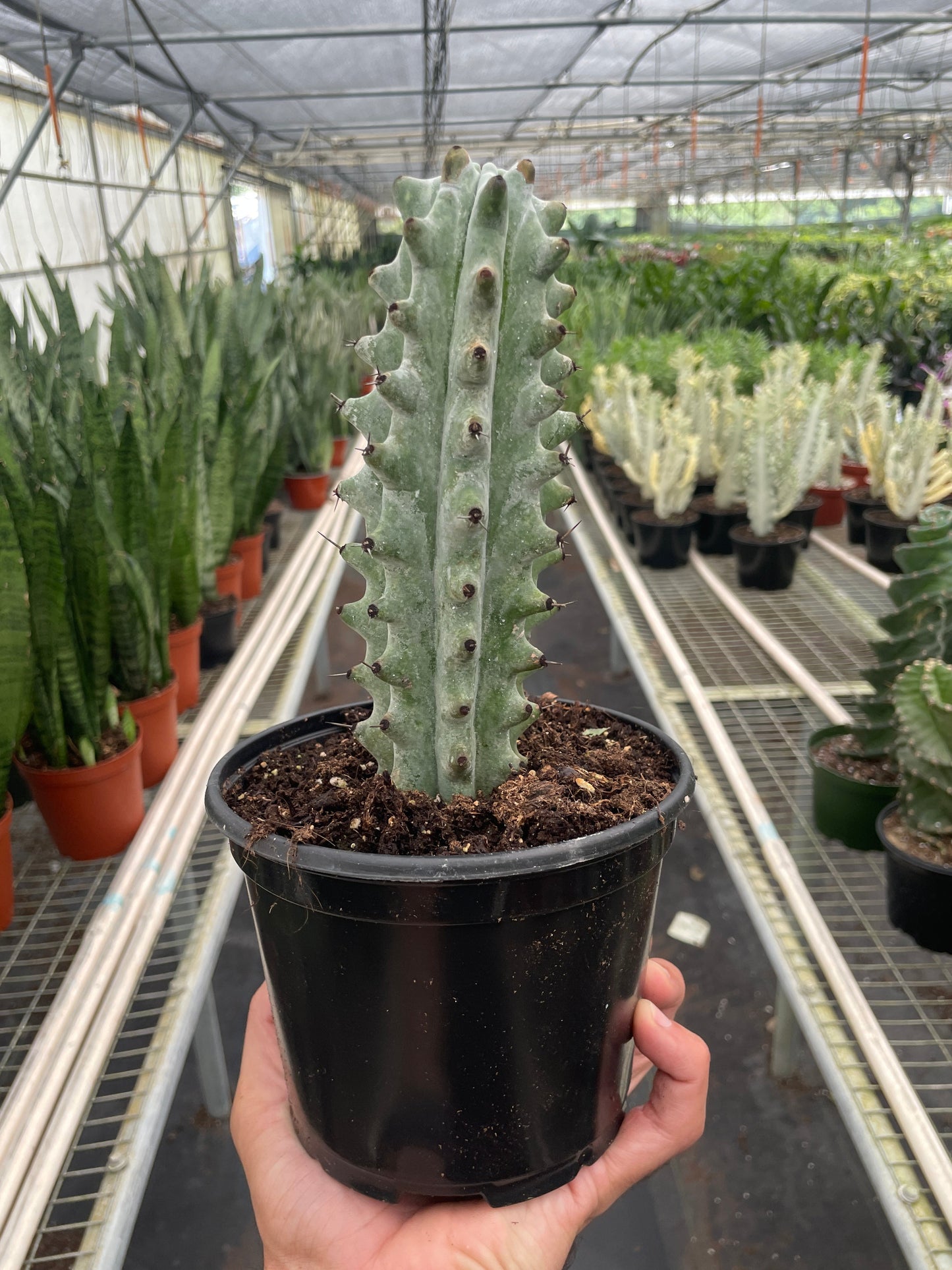 Ghost White Boobie (Astrophytum myriostigma 'Ghost') Cactus