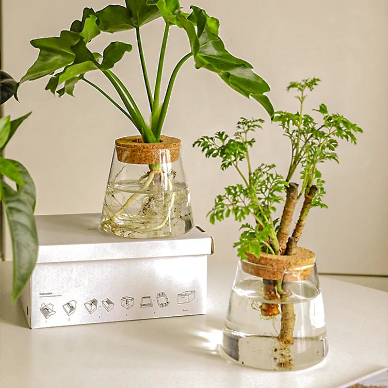 Glass Vase Hydroponic Plants | Modern Soil-Free Propagation Vase