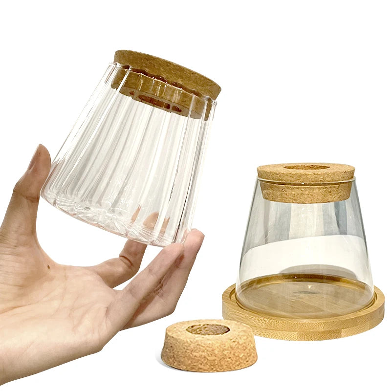 Glass Vase Hydroponic Plants | Modern Soil-Free Propagation Vase