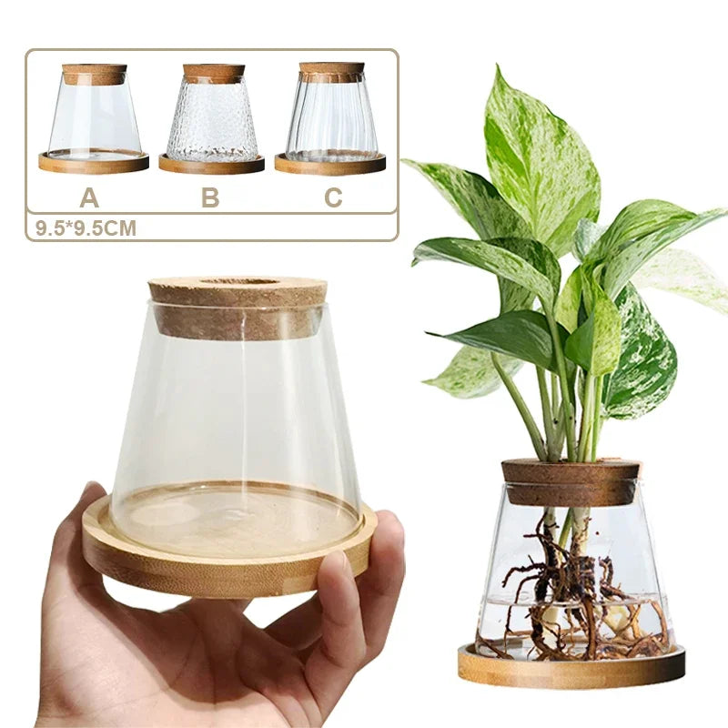 Glass Vase Hydroponic Plants | Modern Soil-Free Propagation Vase