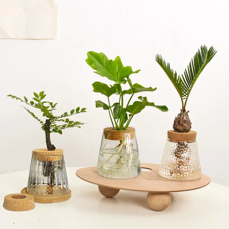 Glass Vase Hydroponic Plants | Modern Soil-Free Propagation Vase