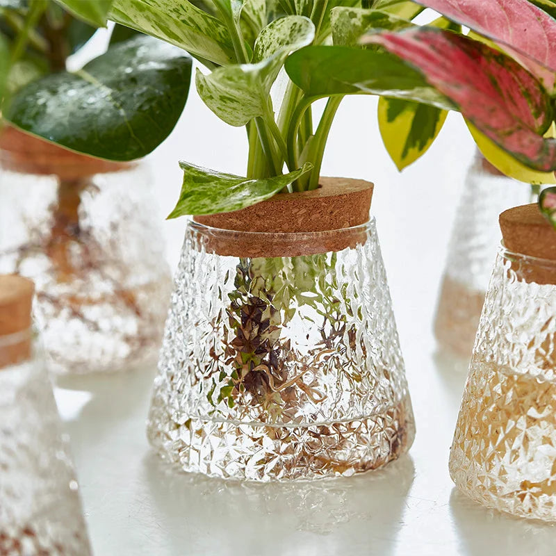 Glass Vase Hydroponic Plants | Modern Soil-Free Propagation Vase