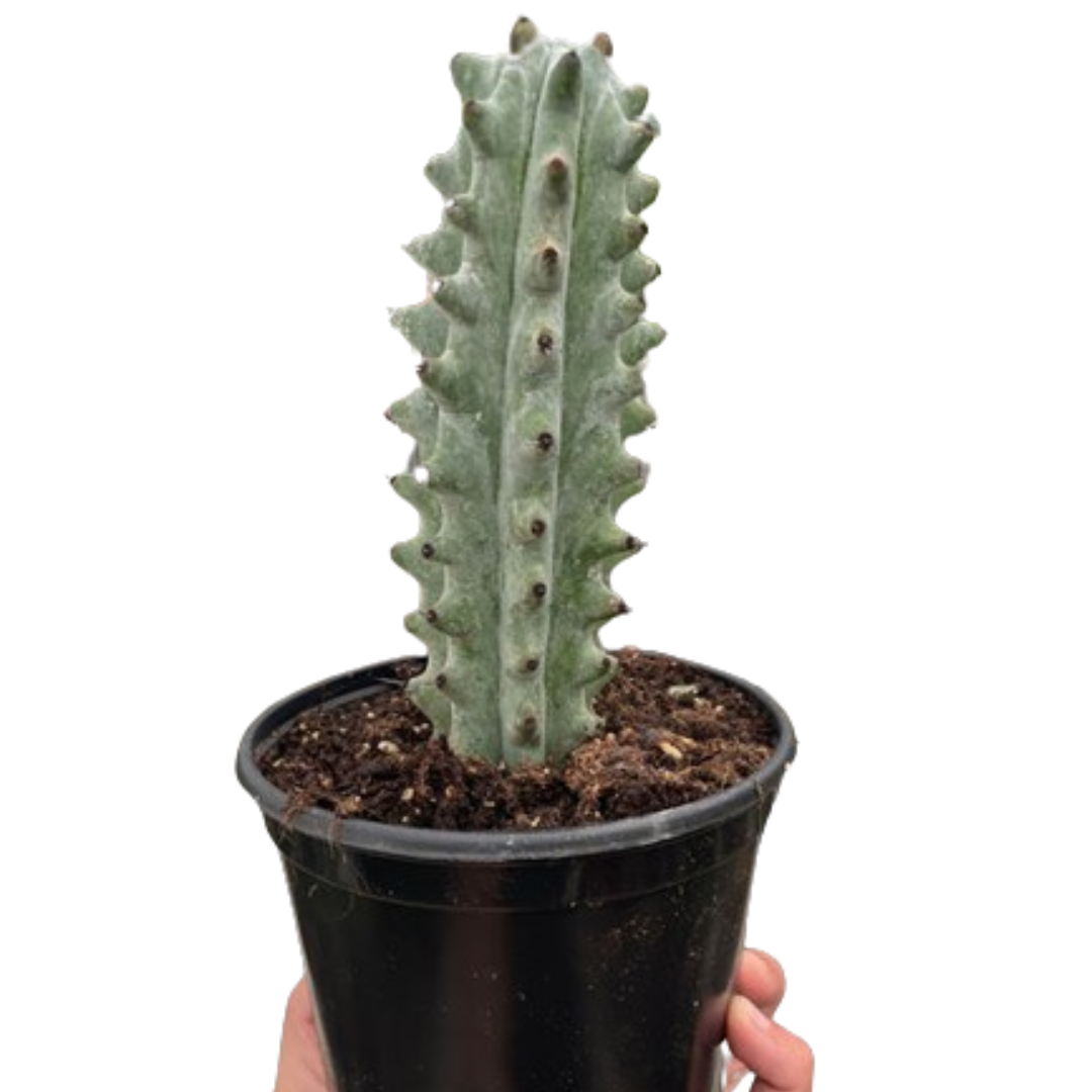 Ghost White Boobie (Astrophytum myriostigma 'Ghost') Cactus