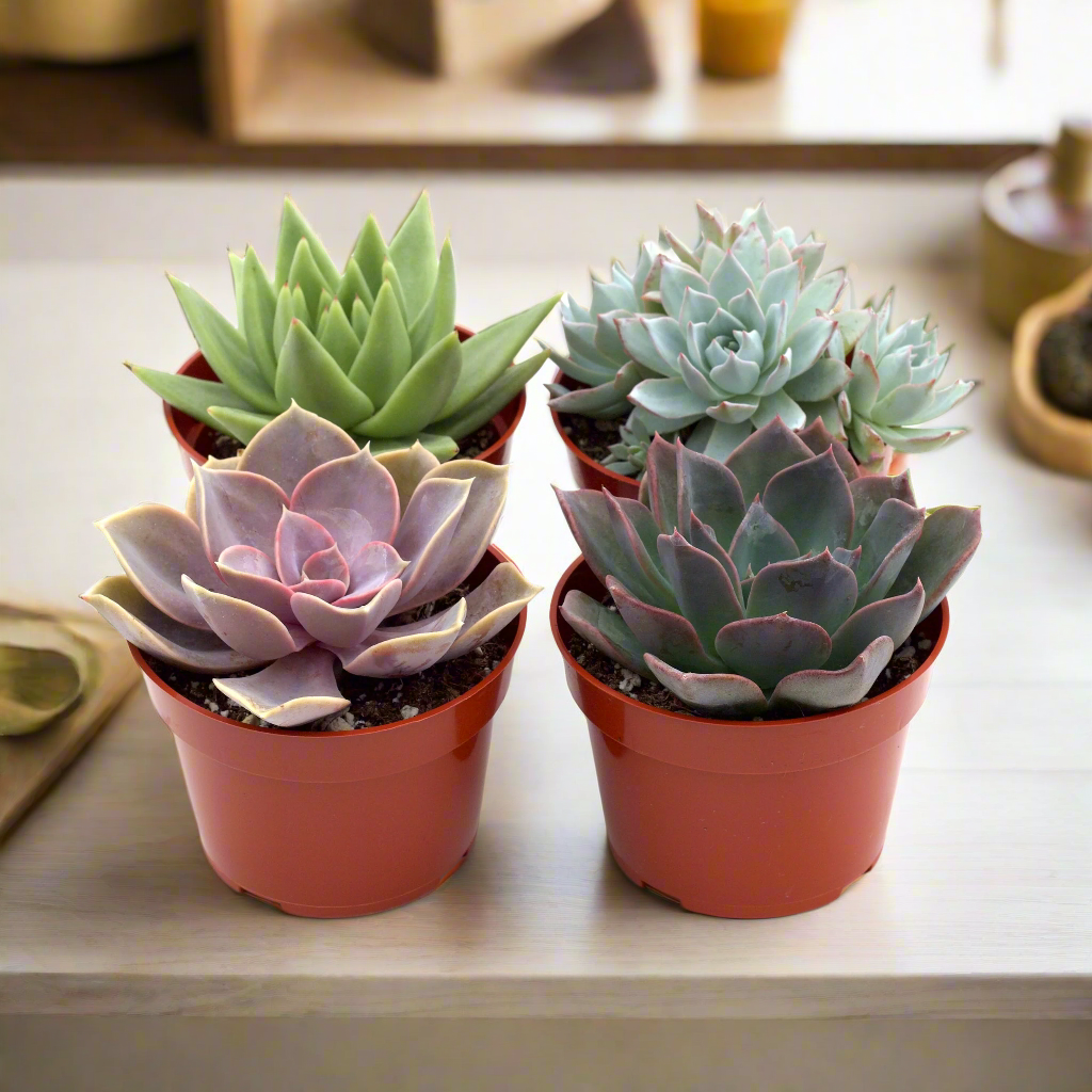 Rosette Succulent Variety Packs