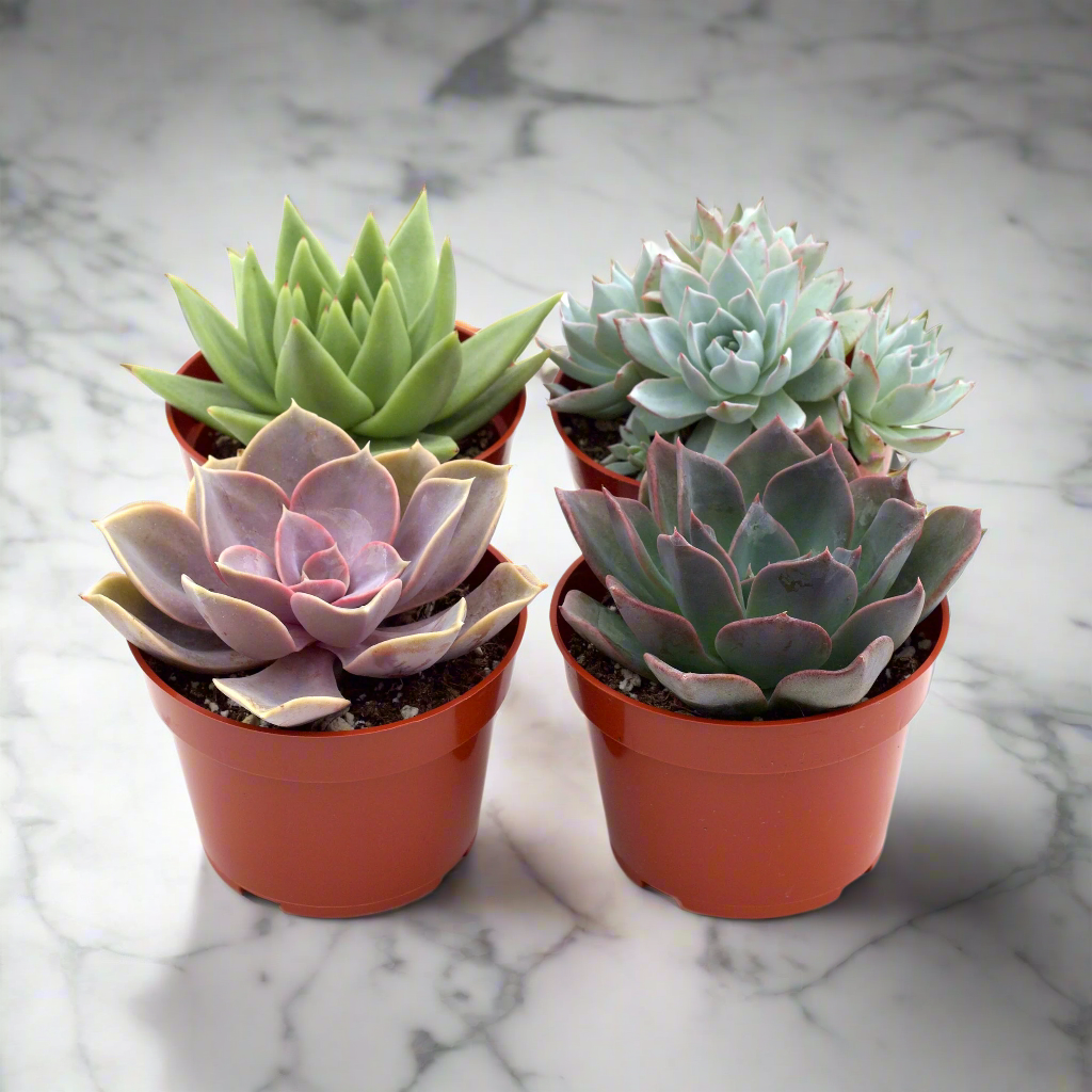 Rosette Succulent Variety Packs