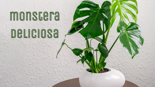 Spotlight: The Majestic Monstera – A Care Guide