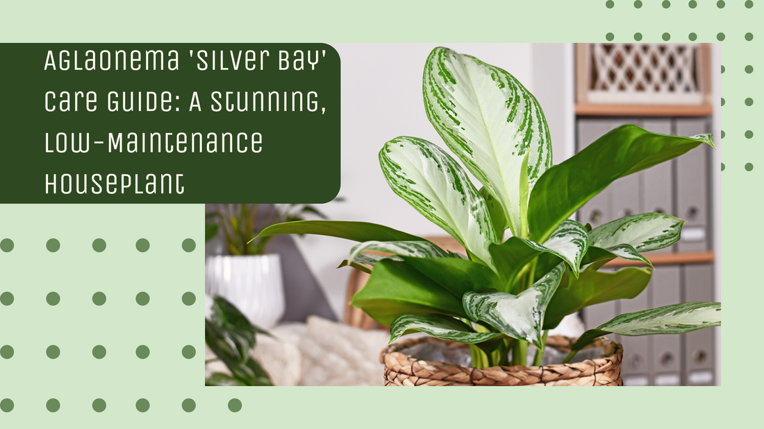 Aglaonema 'Silver Bay' Care Guide: A Stunning, Low-Maintenance Houseplant