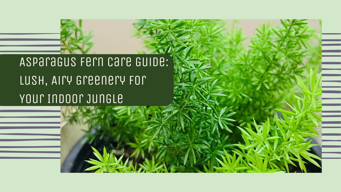 Asparagus Fern Care Guide: Lush, Airy Greenery for Your Indoor Jungle
