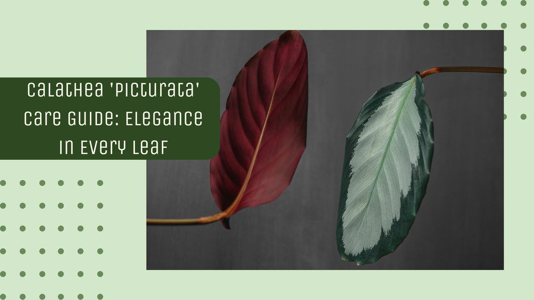 Calathea 'Picturata' Care Guide: Elegance in Every Leaf