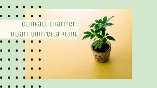 Compact Charmer: Dwarf Umbrella Plant