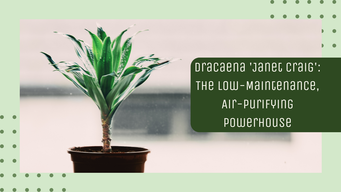 Dracaena 'Janet Craig': The Low-Maintenance, Air-Purifying Powerhouse