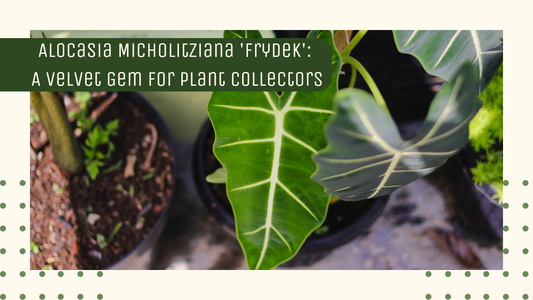 Alocasia Micholitziana 'Frydek': A Velvet Gem for Plant Collectors