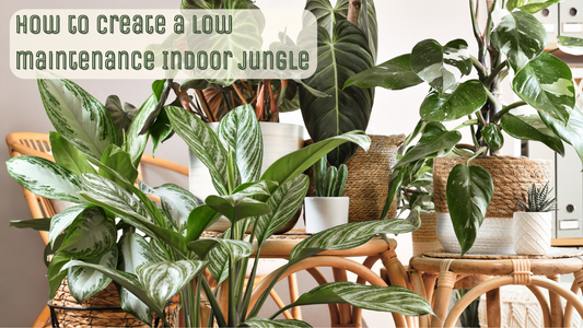 How to create a low maintenance Indoor Jungle