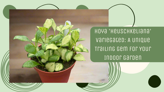 Hoya 'Heuschkeliana' Variegated: A Unique Trailing Gem for Your Indoor Garden