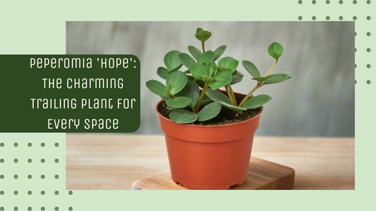 Peperomia 'Hope': The Charming Trailing Plant for Every Space