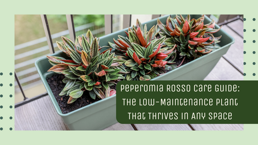 Peperomia Rosso Care Guide: The Low-Maintenance Plant That Thrives in Any Space