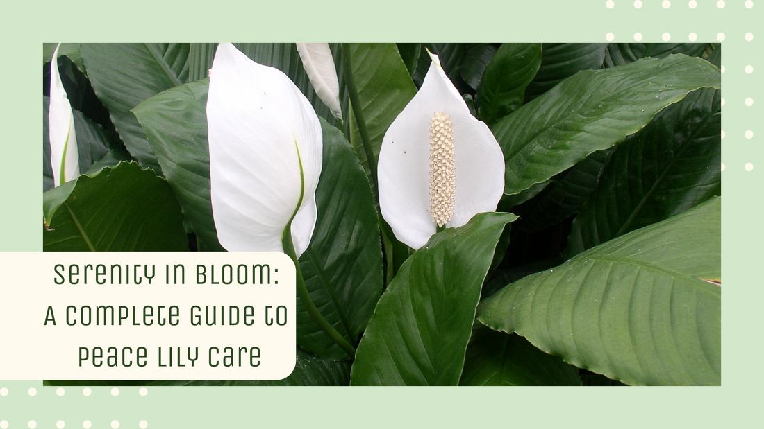 Serenity in Bloom: A Complete Guide to Peace Lily Care