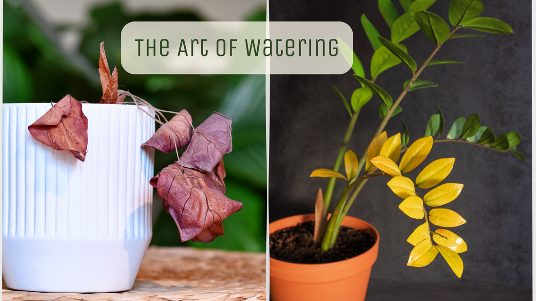 The Art of Watering: How to Avoid Overwatering and Underwatering Your Plants