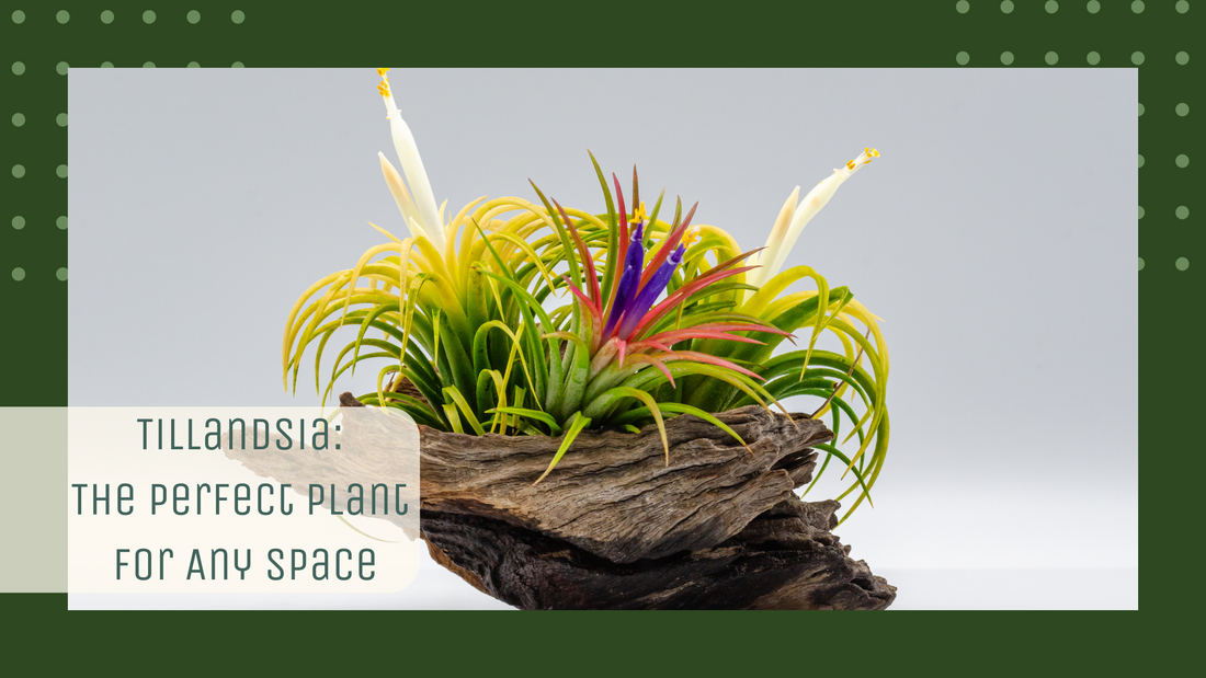 Tillandsia: The Perfect Plant for Any Space