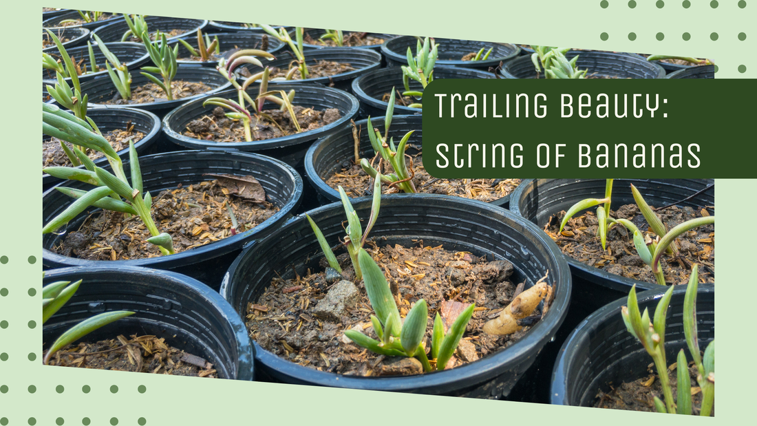 Trailing Beauty: String of Bananas