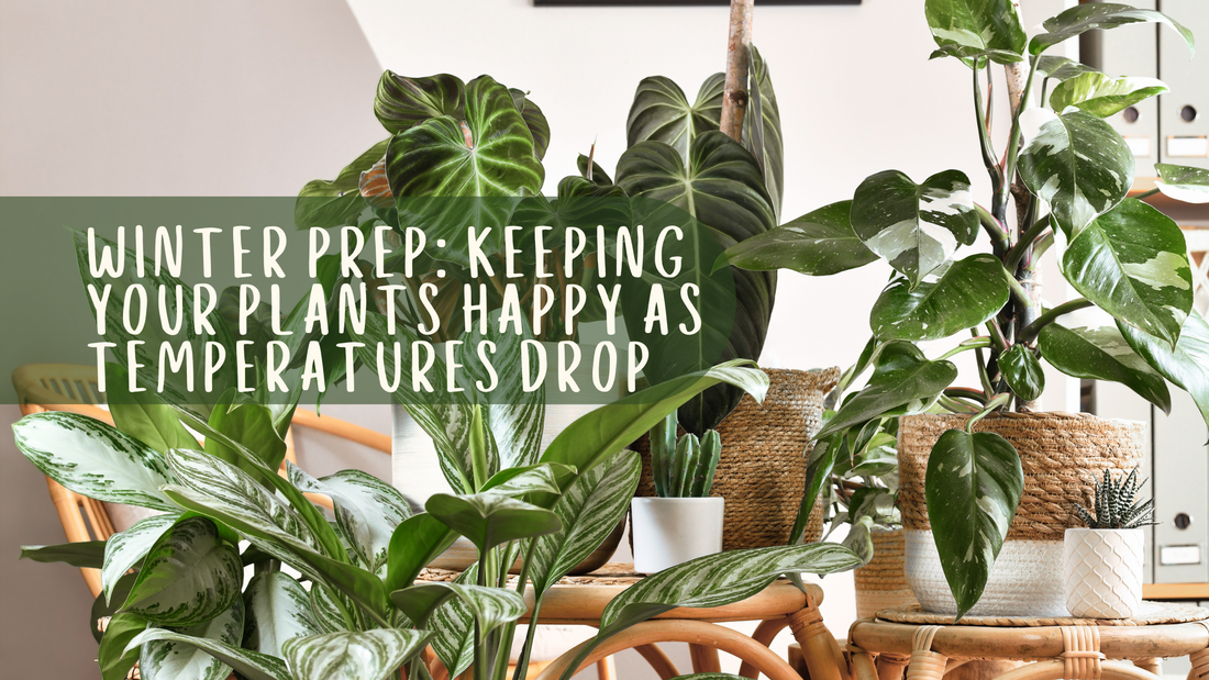 Winter Prep: Keeping Your Plants Happy as Temperatures Drop