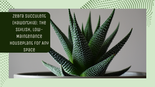 Zebra Succulent (Haworthia): The Stylish, Low-Maintenance Houseplant for Any Space