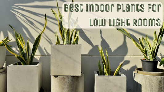 Best Indoor Plants for Low Light Rooms