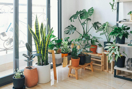 Transform Your Space: The Essential Benefits of Adding Plants to Your Home