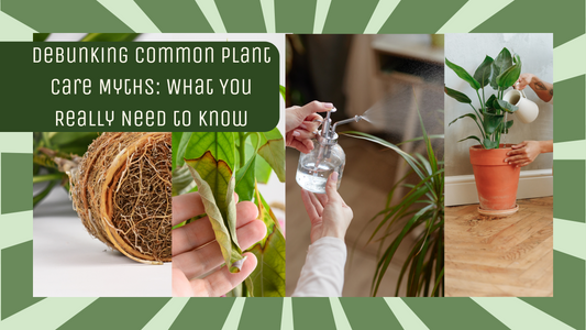 Debunking Common Plant Care Myths: What You Really Need to Know