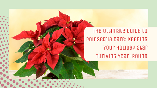 The Ultimate Guide to Poinsettia Care: Keeping Your Holiday Star Thriving Year-Round