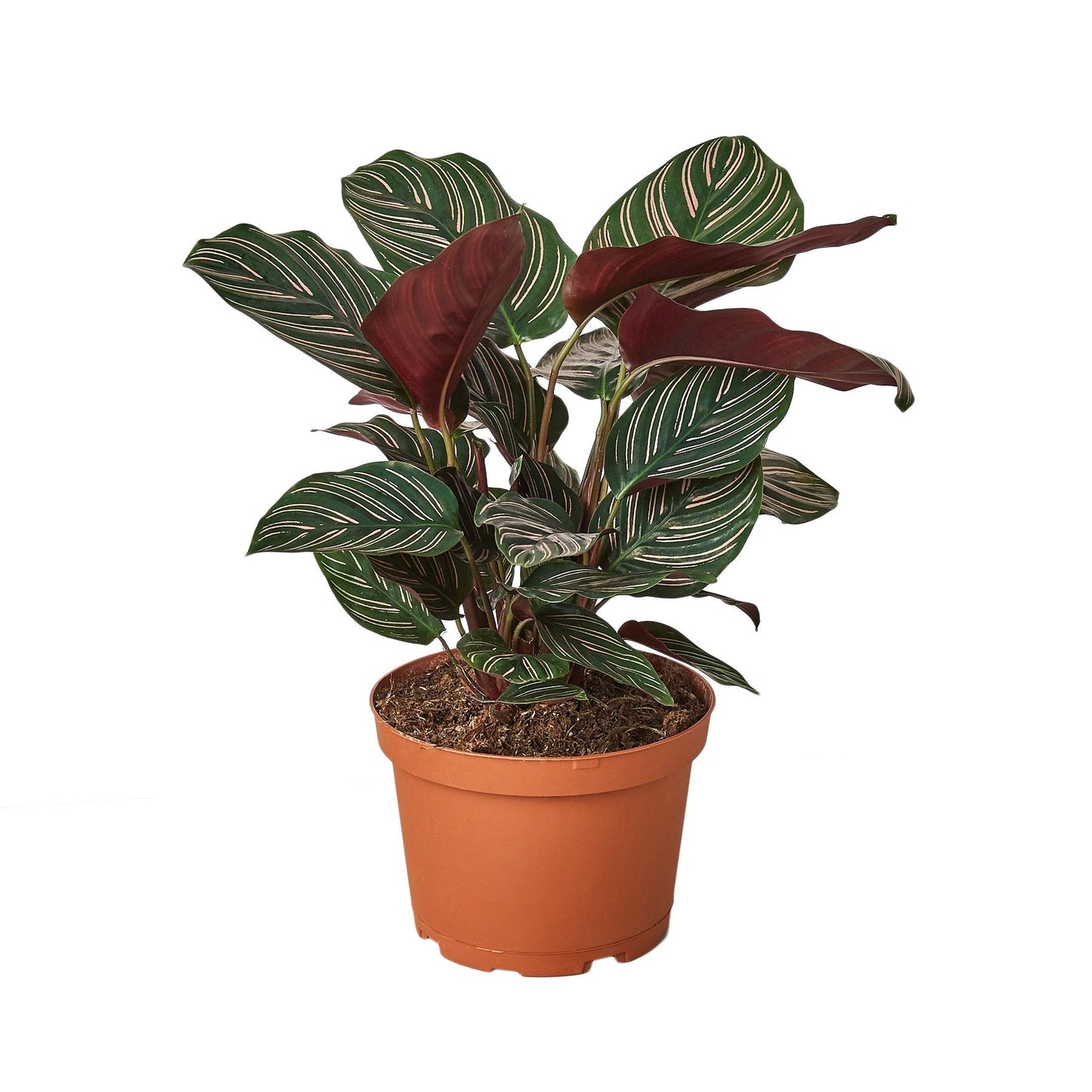 Calathea 'Ornata'