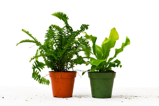 2-pack Fern Variety Pack - 4" Pot