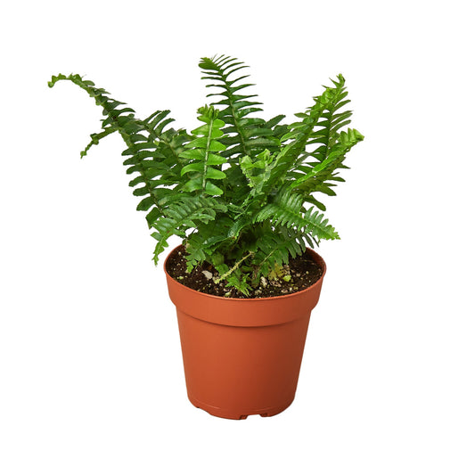 Fern 'Jester's Crown'