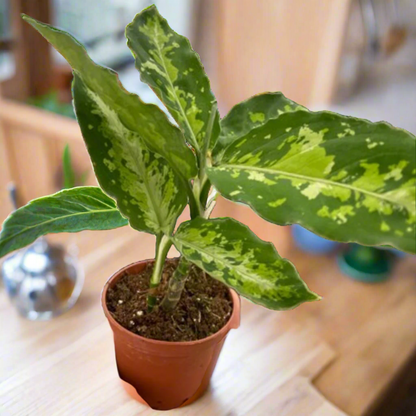 Chinese Evergreen Pictum Tricolor