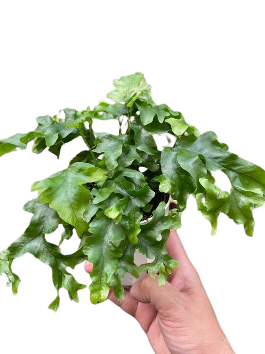 Fern 'Nicolas Diamond'