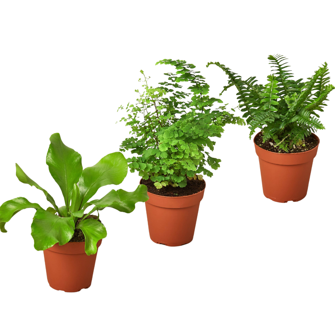 3 Fern Variety Pack - Live Plants - FREE Care Guide - 4" Pot - House Plant