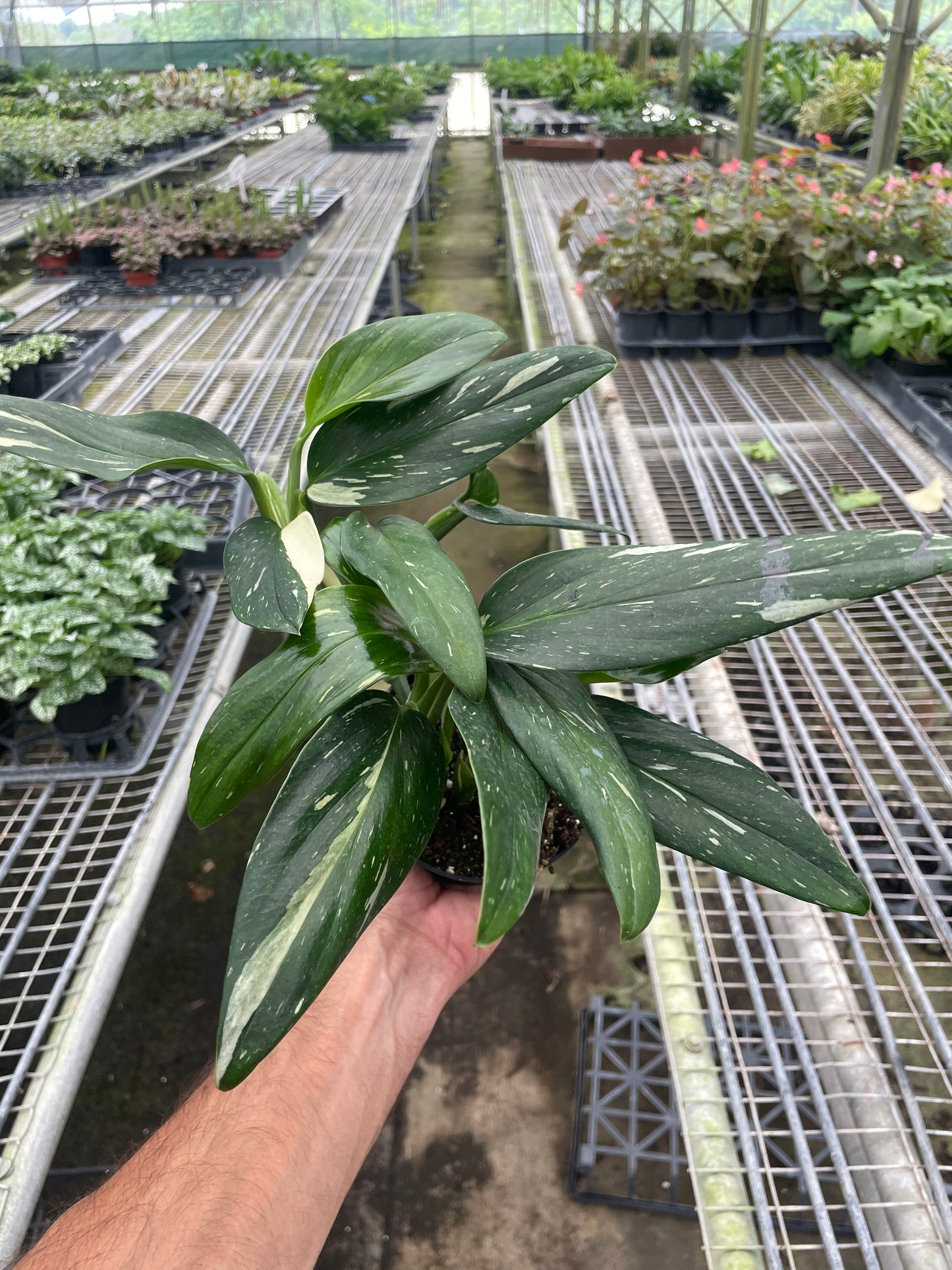 Monstera 'Standeleyana Albo Variegated'