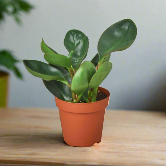 Peperomia Red Edge