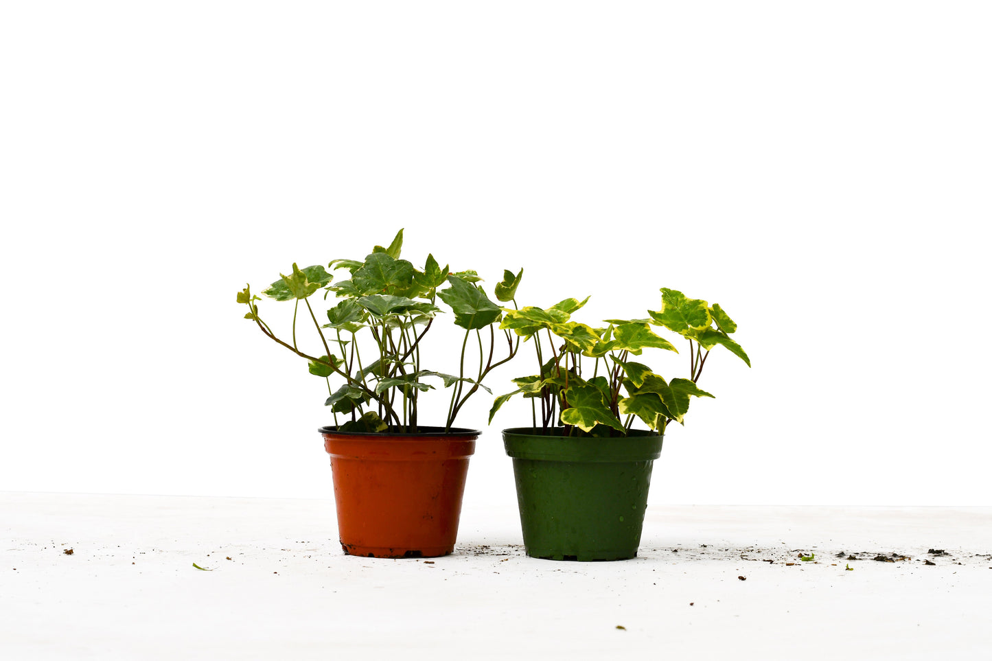 2-pack English Ivy Variety Pack - 4" Pot