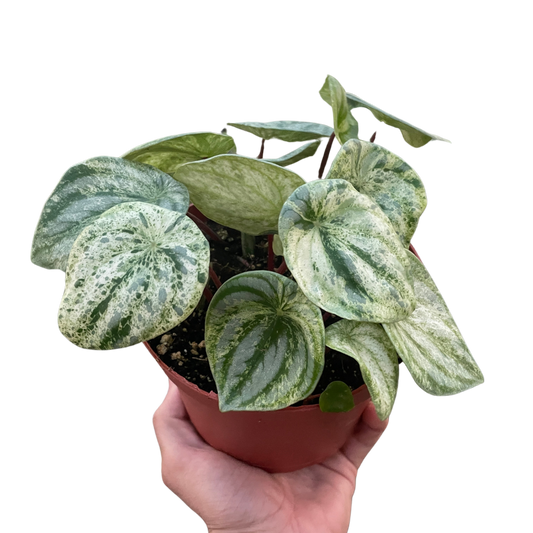 Peperomia 'Watermelon Variegated' (Peperomia argyreia 'Watermelon Variegated')