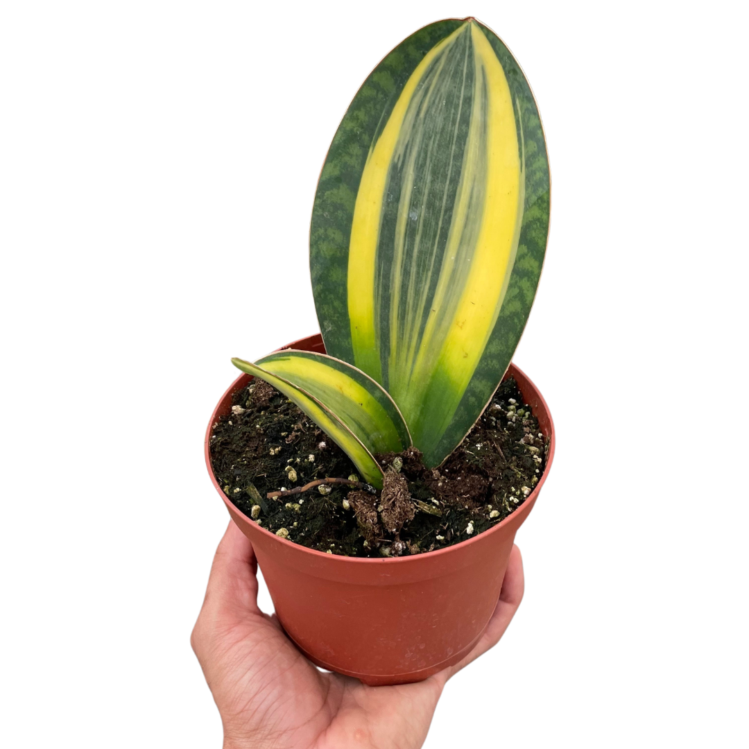 Variegated Shark Fin Snake Plant - Sansevieria masoniana