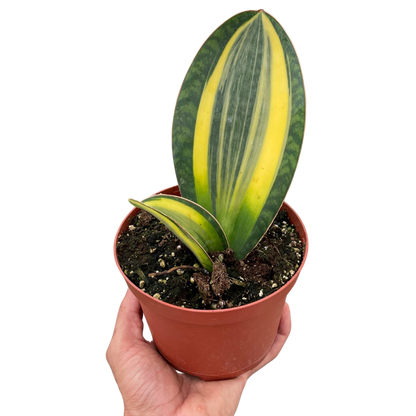 Variegated Shark Fin Snake Plant - Sansevieria masoniana